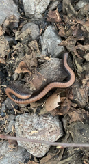 Californiulus
