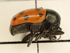 Cryptocephalus primarius