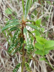 Exobasidium ledi