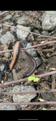 Californiulus