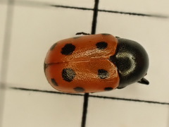 Cryptocephalus primarius