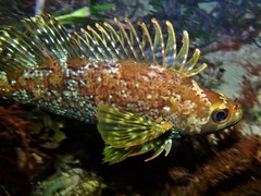 Chironemus maculosus