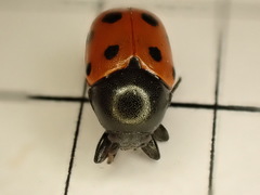 Cryptocephalus primarius