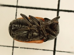 Cryptocephalus primarius