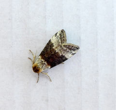 Tetheella fluctuosa