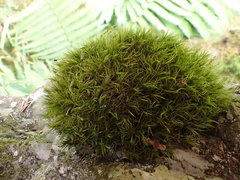 Paraleucobryum longifolium