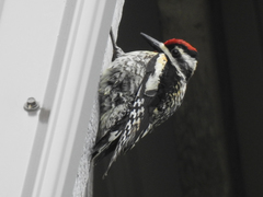 Sphyrapicus varius image
