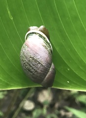 Plekocheilus aurissileni