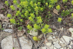 Cruciata taurica