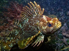 Chironemus maculosus