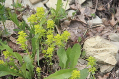 Cruciata taurica