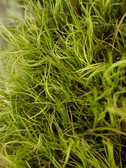 Paraleucobryum longifolium