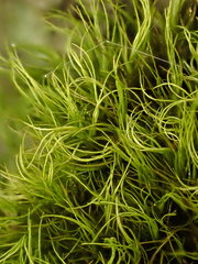 Paraleucobryum longifolium