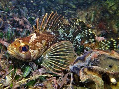 Chironemus maculosus