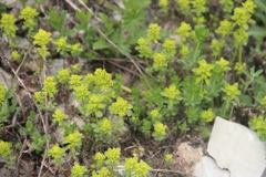 Cruciata taurica