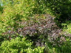 Rosa glauca