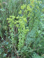 Euphorbia platyphyllos