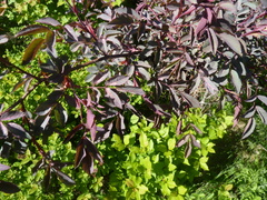 Rosa glauca