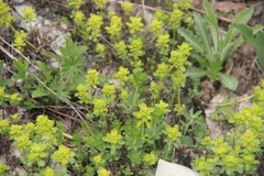 Cruciata taurica