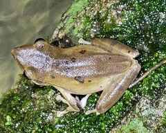 Polypedates megacephalus