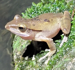 Polypedates megacephalus