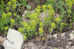 Cruciata taurica