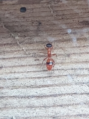 Gelis melanocephalus