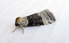 Tetheella fluctuosa