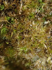 Rhynchostegiella tenella