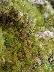 Rhynchostegiella tenella