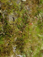 Rhynchostegiella tenella