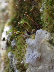 Rhynchostegiella tenella