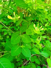 Lonicera caprifolium