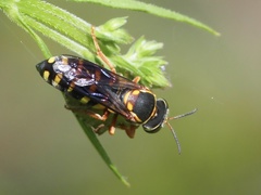 Bicyrtes insidiatrix