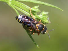 Bicyrtes insidiatrix