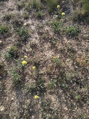Centaurea collina