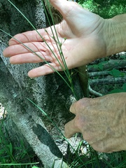 Juncus coriaceus