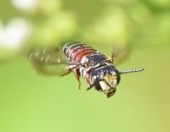 Coelioxys slossoni