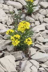 Erysimum callicarpum