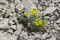 Erysimum callicarpum
