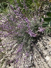 Astragalus tenuifolius