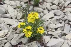 Erysimum callicarpum