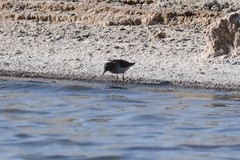 Calidris minuta