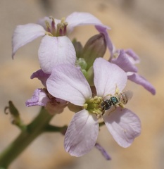 Nomioides minutissimus