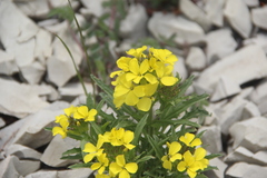 Erysimum callicarpum