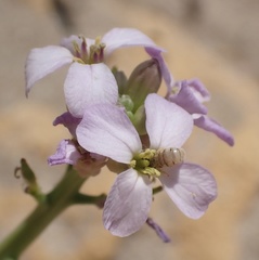 Nomioides minutissimus