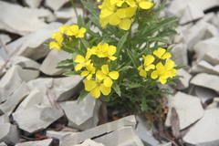 Erysimum callicarpum