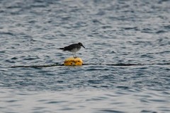 Ichthyaetus leucophthalmus