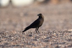 Corvus splendens
