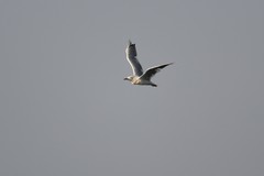 Chroicocephalus genei